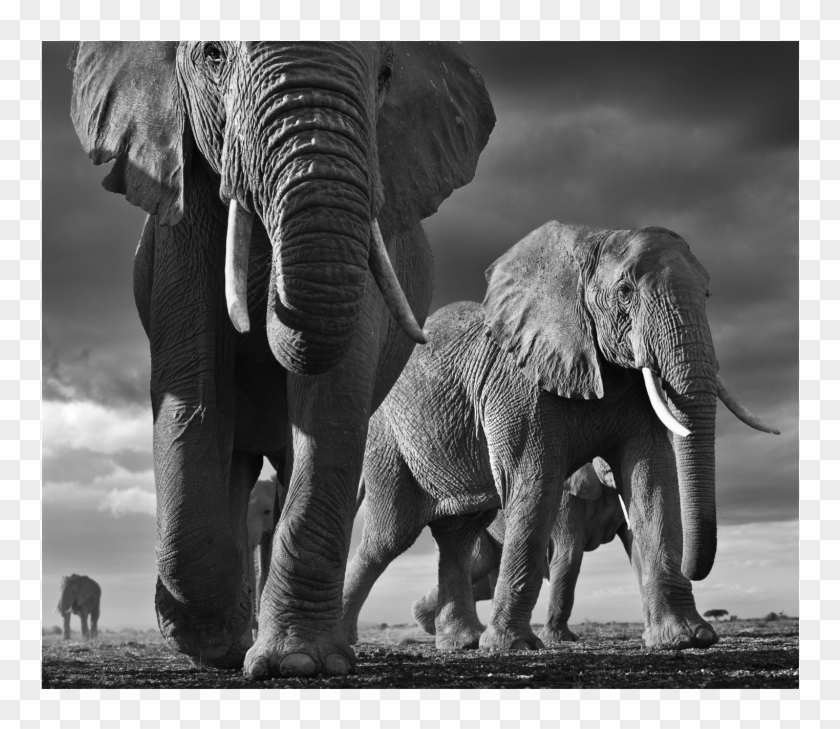 David Yarrow - Wild Encounters Clipart #5639050