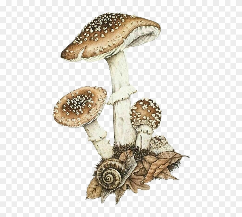 Agaric Clipart #5640171