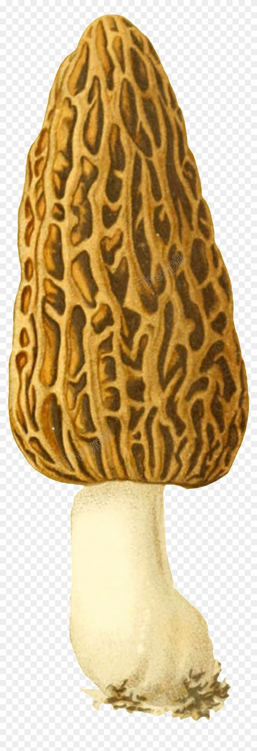 Vector Mushroom Morel - False Morel Clipart
