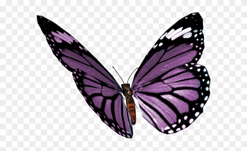 Ptitesouris Element 19 - Tropical Butterflies Png Clipart #5640299