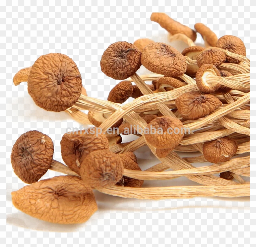 Cyclocybe Aegerita Clipart