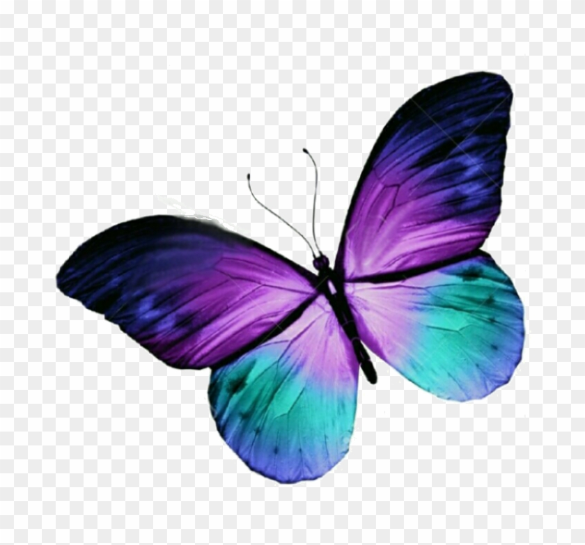 Butterfly Tattoo Purple Blue Free Hq Image Clipart - Purple And Teal Butterfly - Png Download #5640332