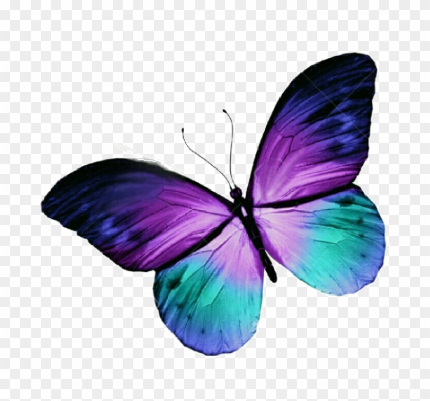 Butterfly Tattoo Purple Blue Free Hq Image Clipart - Purple And Teal Butterfly - Png Download