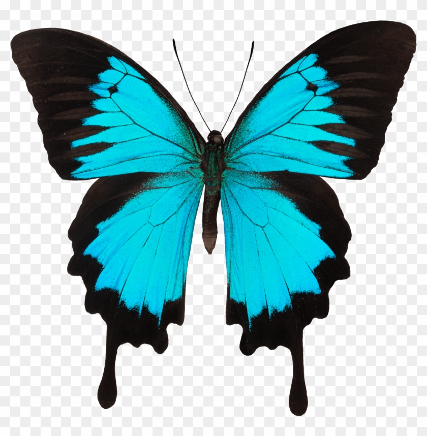 For - Blue Swallowtail Butterfly Clipart #5640833