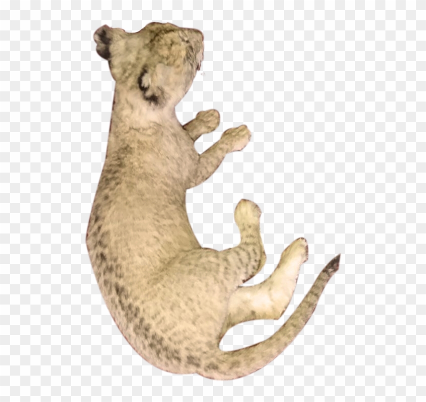 Baby Lion Full Mount Lying Down Bl - Puma Clipart #5641386