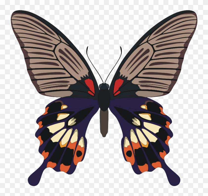 Papilio Memnon Butterfly - Symmetry And Asymmetry In Biology Clipart