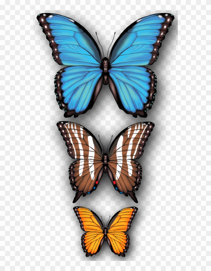 Butterflies - Papilio Clipart