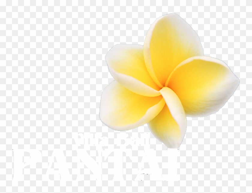 Logo Logo Logo - Frangipani Clipart