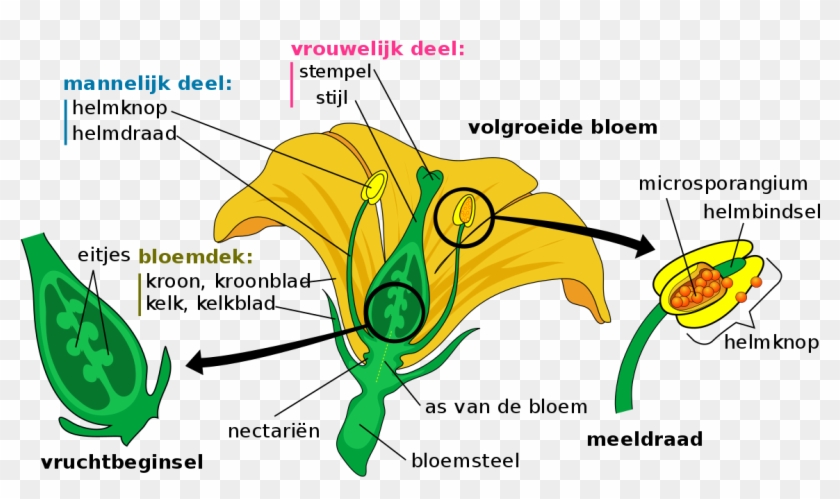 Part Of The Flower Is Responsible Clipart