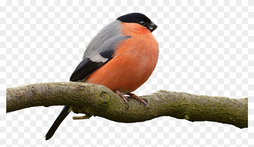 Eurasian Bullfinch Fat Clipart #5645235