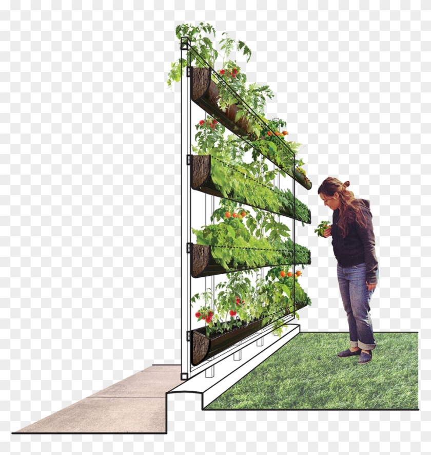 Larch Clipart #5645379