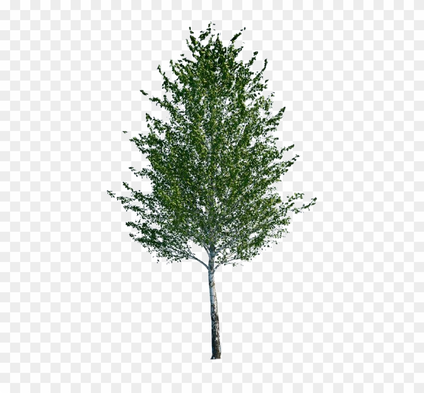 Aspen Tree Png - Ginkgo Tree Cut Out Clipart #5645803