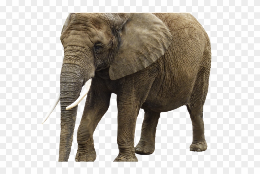 Elephant Png Transparent Images - Transparent Background Elephant Clipart #5646581