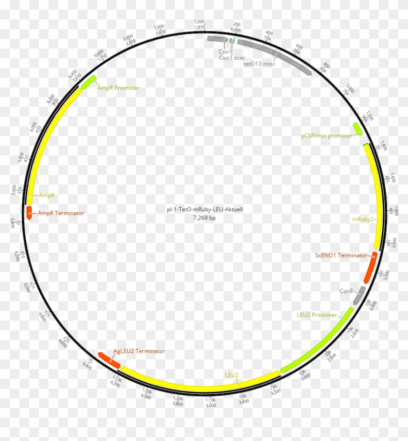 Lv1 Plasmid Containing The Sequence Coding For The - Circle Clipart #5646674