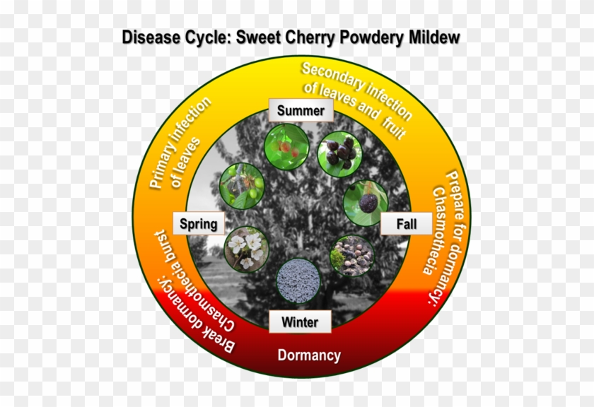 The Disease Cycle Of Sweet Cherry Powdery Mildew - Circle Clipart #5647135
