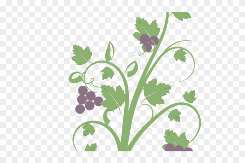 Wall Drawing Vine Grape Clipart #5648197