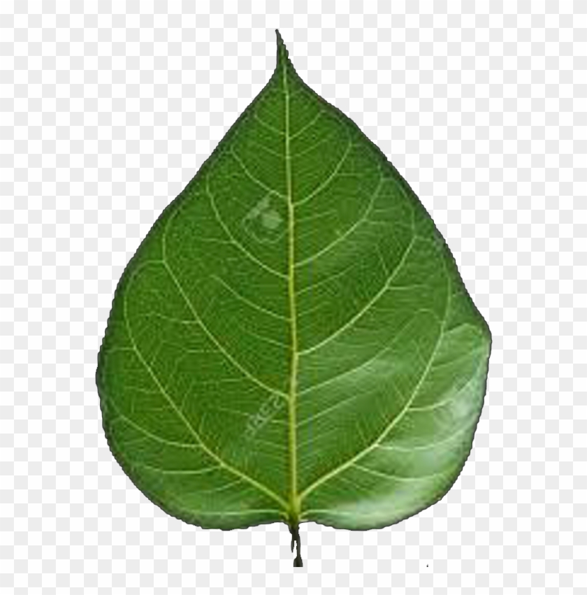 Punjiri Web And - Transparent Peepal Leaf Png Clipart #5648417