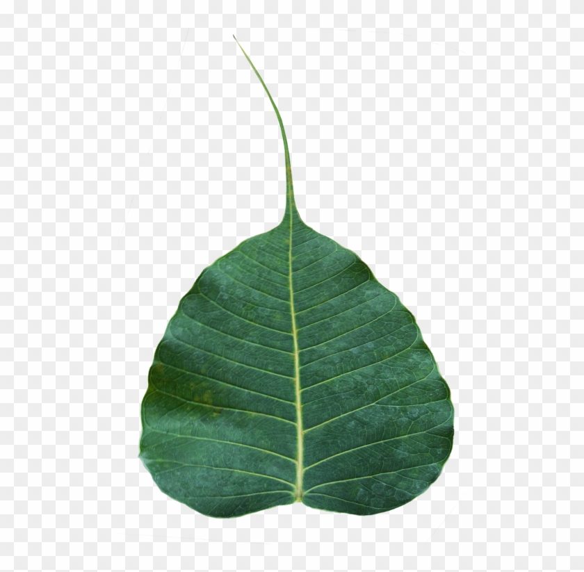 Free Photos Sacred - Bodhi Tree Leaf Png Clipart #5648455