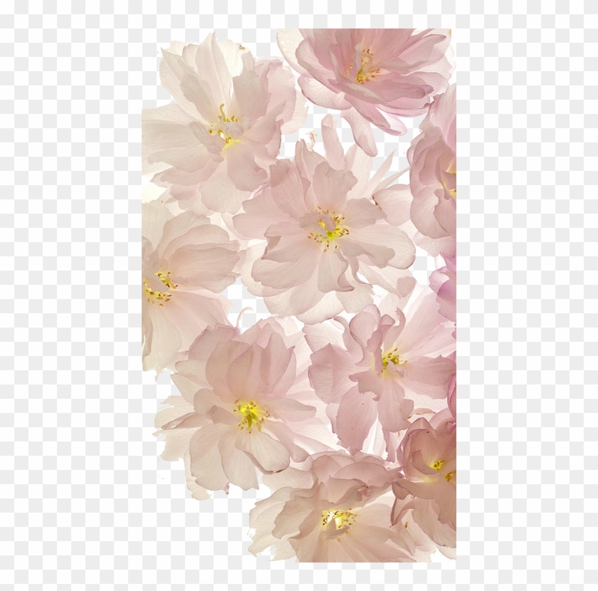 Flowers, Wallpaper, And Background Image - Pink Flowers Phone Background Clipart