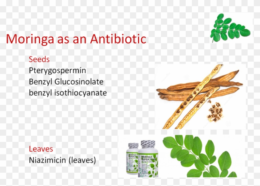 Well-being - Insect Clipart #5648787