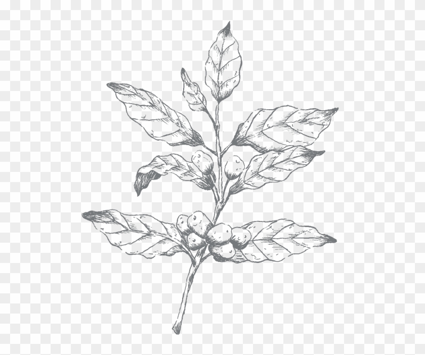 Coffee - Sketch Clipart