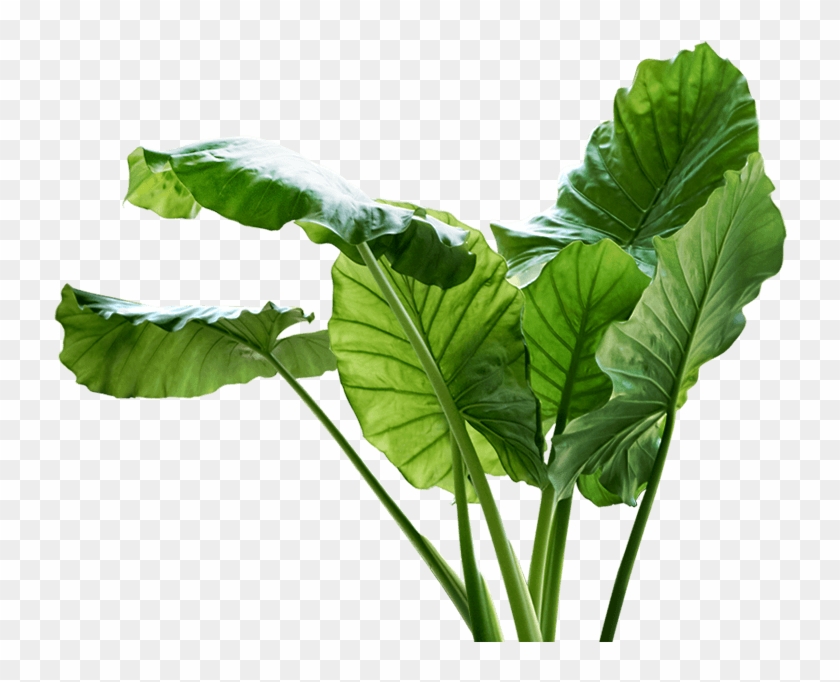 Big Leaf Plant Png , Png Download - Big Leaf Plants Png Clipart #5649459