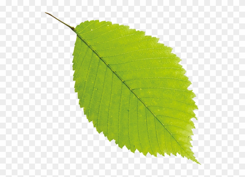 一片叶子 - 一片 叶子 Png Clipart