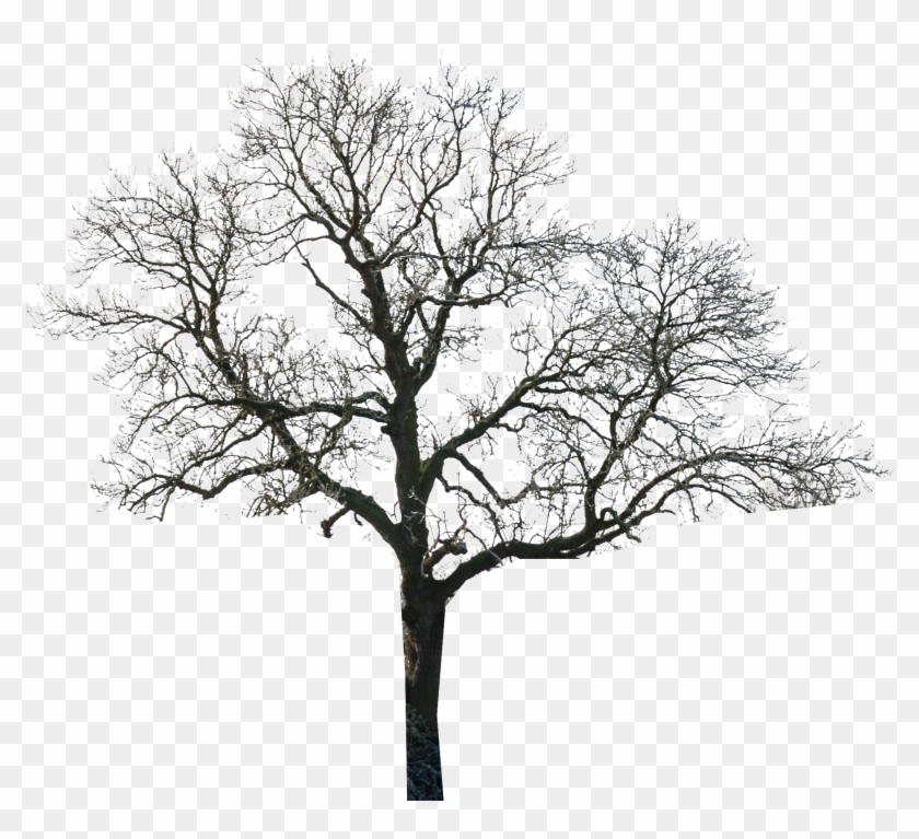 Tree - Tree Black And White Photoshop Clipart