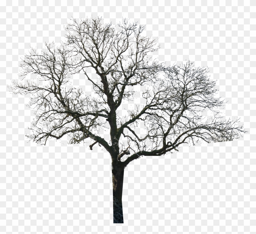 Tree - Tree Black And White Photoshop Clipart #5650124