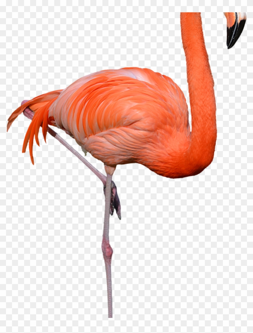Standing Flamingo Png Clipart Hd Wallpaper Download - Transparent Flamingo Free Clipart