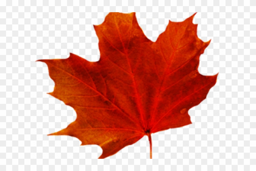 Maple Leaf Clipart Transparent Background - Leaf Png No Background #5650786