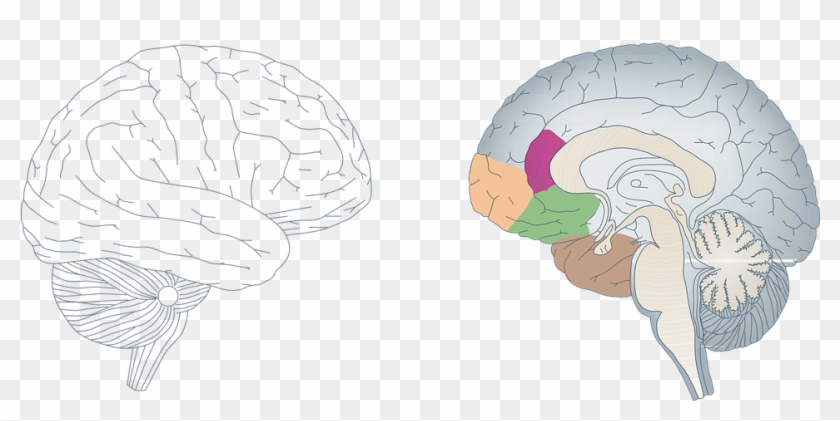 Brain Human Anatomy Medicine Cross-section Profile - Brain Cross Section Vector Clipart