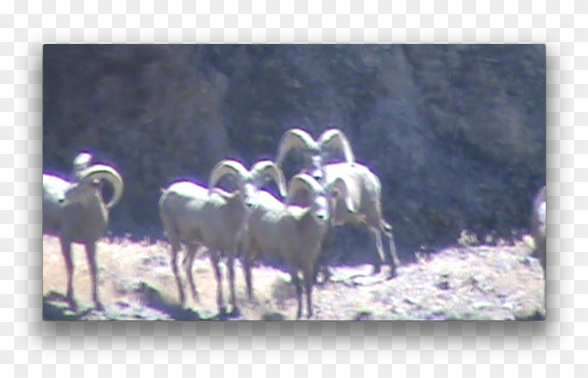 He's The Ram At The Back While Standing, And The Lead - Herd Clipart #5653978
