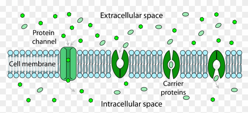 Scheme Facilitated Diffusion In Cell Membrane-en - Passive And Facilitated Transport Mechanisms Clipart