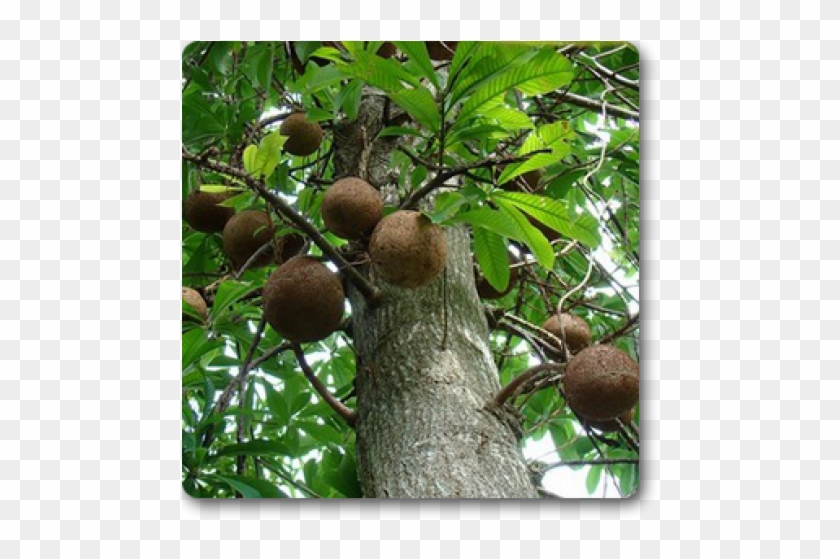 Kailashpati Plant Clipart