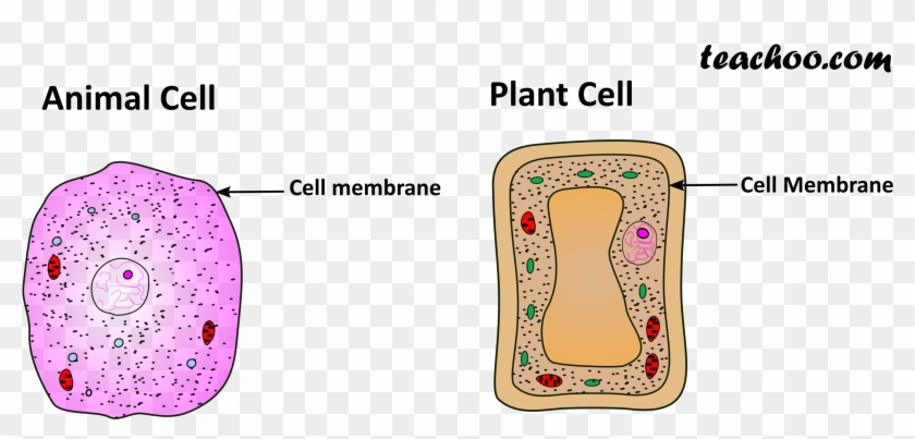 Plant And Animal Cell Only Cell Membrane - Tom Felton Photo Shoot Clipart #5654275