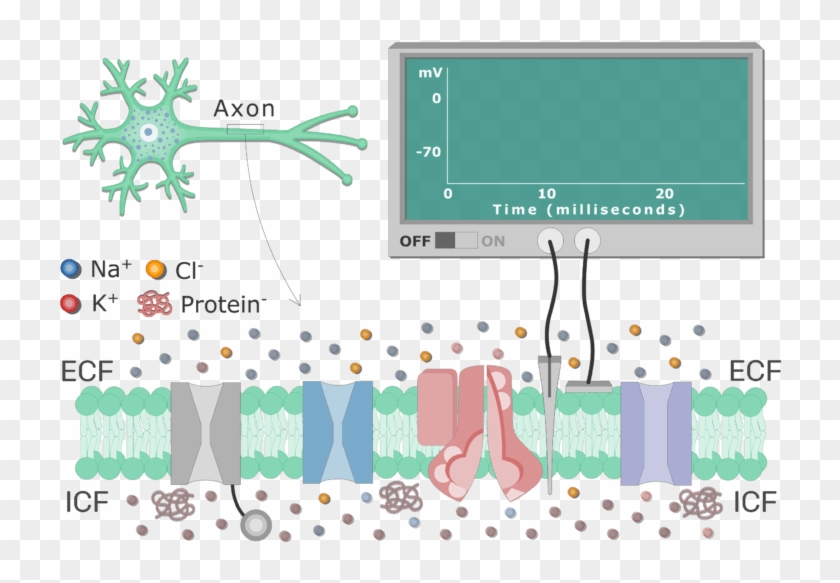 An Image Showing Different Types Of Channels In The - Cell Membrane At Resting Potential Clipart