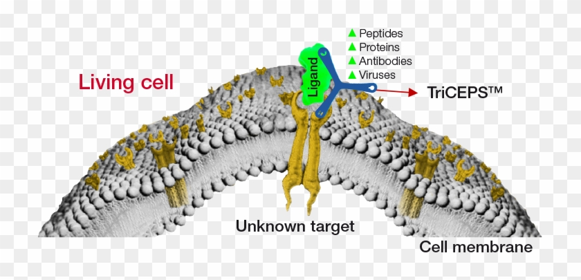 Dualsystems The Experts For Protein-protein Interactions - Virus Receptor Interaction Clipart