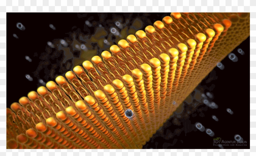 Phospholipid Bilayer 3d Visualization - 3d Phospholipid Bilayer Model Clipart