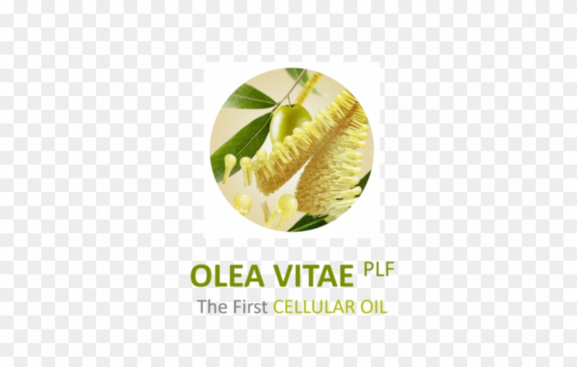 Of The Cell Membrane Lipidome To Target Different Biological - Graphic Design Clipart