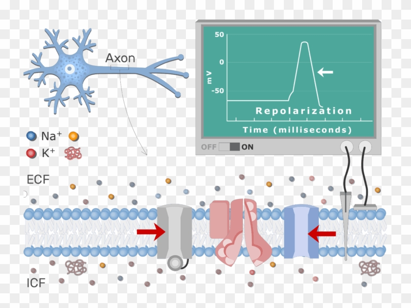 An Image Showing The Pump Moving Na Ions Outside The - Protein Channel Action Potential Clipart