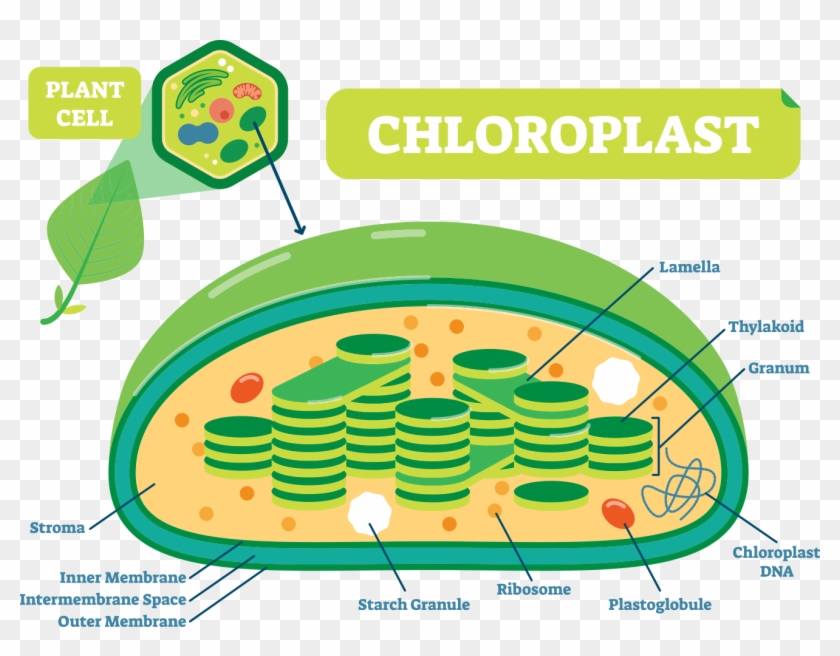 Chloroplast Transparent Outer Membrane - Cell Chloroplast Diagram Clipart #5655114