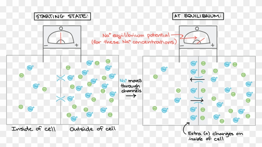 Zero Voltage Across The Membrane, As Measured By A - Resting Potential And Explain How It Helps Transmit Clipart