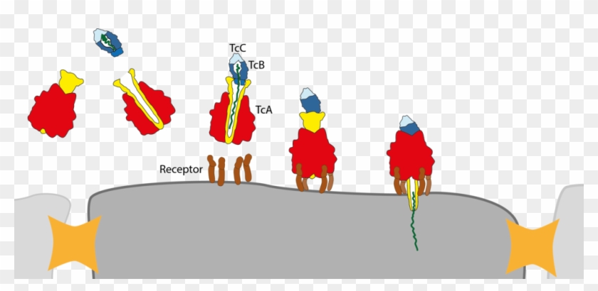 The Cell Membrane Receptors Identify And Bind The Toxin - Tca Toxin Clipart #5655192
