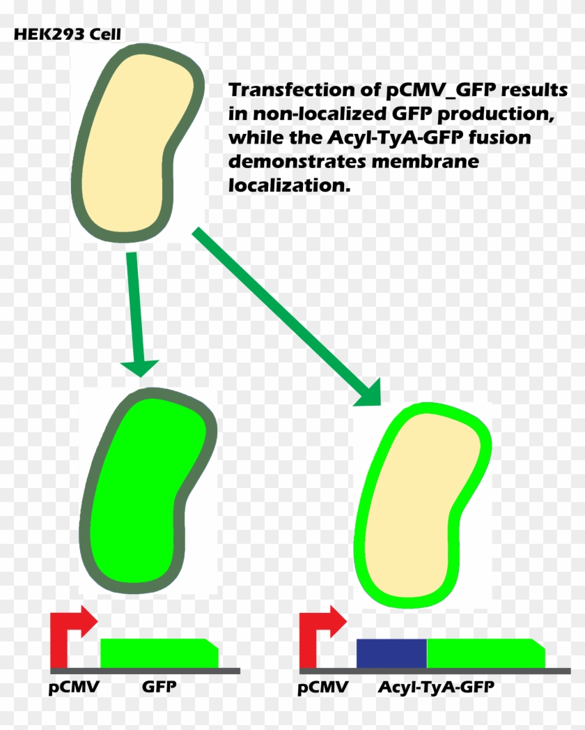 Over The Course Of 24 Hrs, Exosomes Budded Out With - Membrane Gfp Clipart #5655278