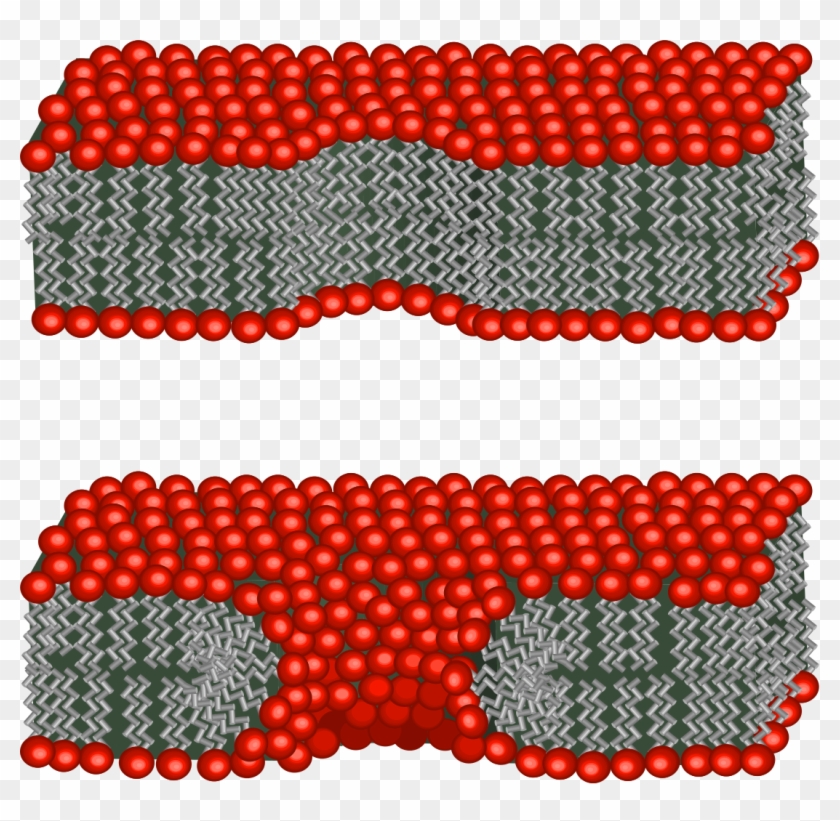 Mechanisms Of Action Of Drugs - Electroporation Membrane Clipart #5655381