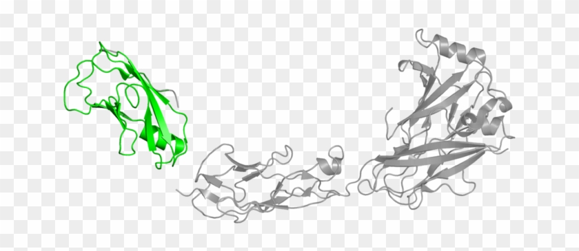 <div Class='caption-body'>1 Copy Of Pfam Domain - Cartoon Clipart #5655410