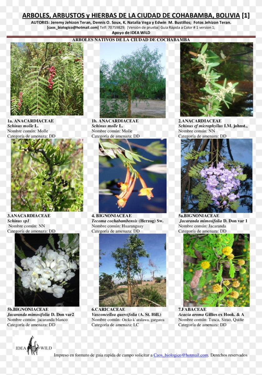 Arbusto Png , Png Download - Arboles Arbustos Y Hierbas Clipart #5656325