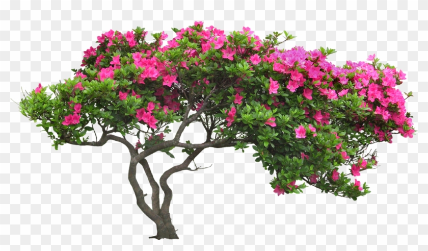 Cay Canh San Vuon , Png Download - Bougainvillea Bush Png Clipart