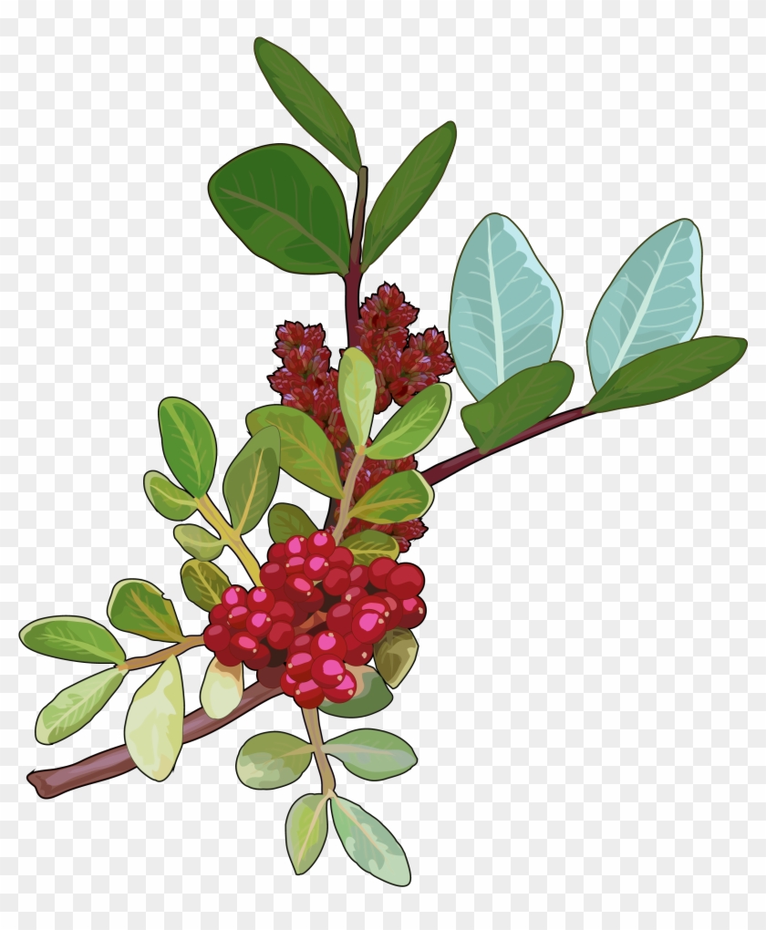 Archivo - Lentisco - Pistacia Lentiscus Png Clipart